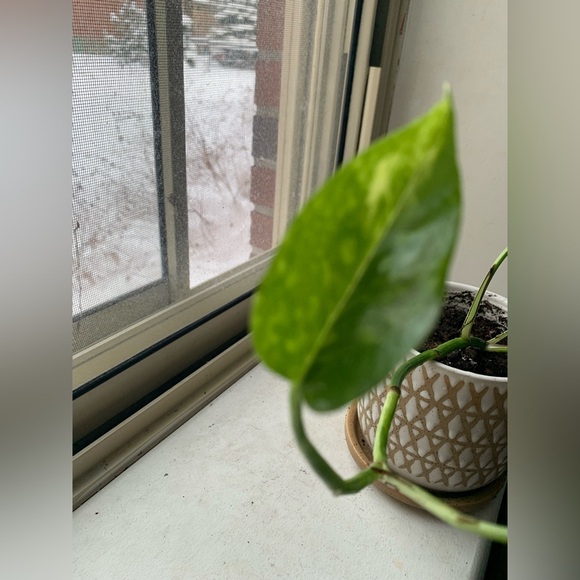 Pothos Plant - Picture 5 of 12